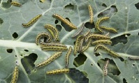 Як здихатись гусениць на капусті – без хімії. Три чудових методи