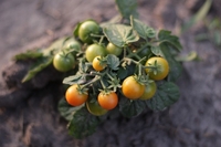 Закопайте і забудьте: як посадити помідори під зиму? 