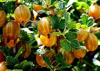 Чим підживити смородину й аґрус, щоб були солодкими: Урожай вас вразить