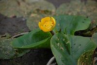 5 рослин, які притягують біду у дім: народні прикмети