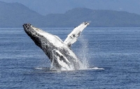 Поворот не туди: в Австралії кит заплив до крокодилів