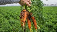 Морква погано росте? Просто полийте її цією рідиною