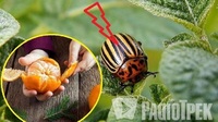 Не викидайте мандаринову шкірку – вона допоможе прогнати колорадського жука