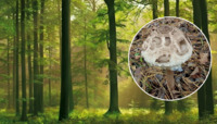 «Щедрий ліс»: дари осені мешканці Рівненщини продовжують виносити з лісу відрами (ФОТО)