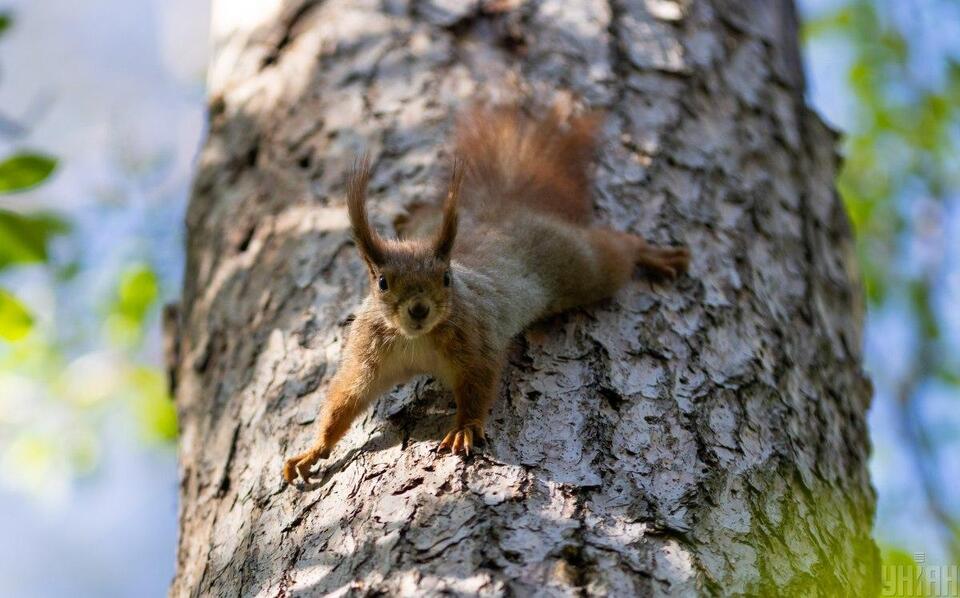 Фото - УНІАН