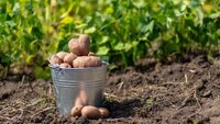 Урожай буде просто гігантський: що посадити у міжряддя картоплі?