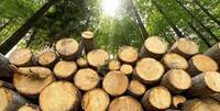 Сільраді на Рівненщині заплатили за вирубані дерева