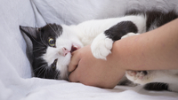 Агресивні психопати: чому коти кусаються, коли їх гладять?