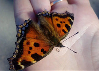 Що віщує метелик, який залетів у дім: народні прикмети