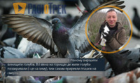Хто з'їв рівненських голубів і горобців: коментар експерта