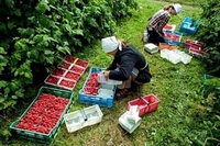 «Пропадає врожай!?»: Польща почала видавати українцям робочі візи – поштою (ФОТО)