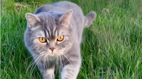 З тризубом від народження: Як виглядає справжній патріотичний кіт (ФОТО)