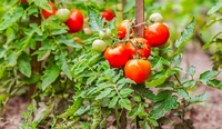 Як НЕ МОЖНА поливати помідори: помилки, які можуть спаплюжити урожай