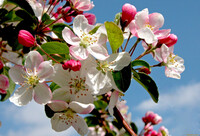 Секрет супер-врожаю: доки яблуня цвіте, треба встигнути дещо зробити