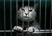 Кіт помер в ізоляторі: На Рівненщині домашній пухнастик покусав власницю