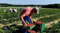 Скільки можна заробити на полуниці в Польщі: фермери назвали реальні суми