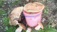 Більші за відро: На Рівненщині знайшли величезні гриби (ФОТО)