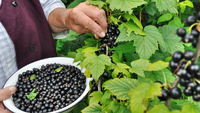 Збиратимете ягоди відрами: що зробити наприкінці весни, щоб підвищити врожайність смородини? 