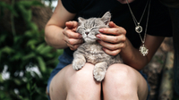 Цікаве дослідження: вчені назвали найкрасивіші породи котів (ФОТО)