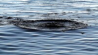 У водоймі на Дубенщині виявили тіло чоловіка