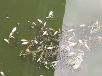 Рибний патруль у Рівному збирав мертву рибу на Усті (ФОТО)