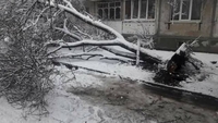 Біля понад 80-ти будинків Рівного попадали від негоди дерева (ФОТО)