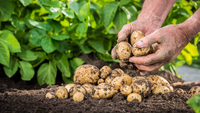 Виправила 4 помилки – картоплі стало втричі більше: як городники власноруч забирають у себе врожай?