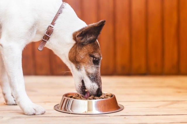 Їжа для собак зі столу: чому допускається
