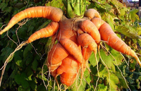 Кривенькі, але корисні: як непривабливі овочі та фрукти можуть зміцнити здоров’я пенсіонера та зекономити гроші