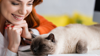 Чому коти постійно змінюють улюблене місце для сну (ФОТО/ВІДЕО )