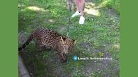 «Лапами повністю обхватив за талію»: На Полтавщині домашній леопард наскочив на перехожу (ВІДЕО)