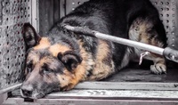 «Шкода, що відмінили смертну кару»: на Рівненщині бузувіри жорстоко розправились з собакою