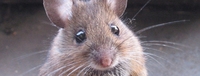 Урожай зерна на Рівненщині можуть знищити миші