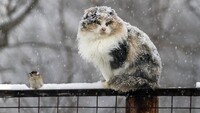 Мокрий сніг з дощем на увесь день обіцяють мешканцям Рівненщини  (ПРОГНОЗ)