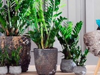 Біда в горщику: які проблеми може створити популярне «доларове дерево»