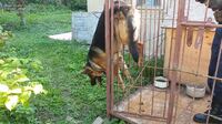 Собака застряг у вольєрі: операція «Звільнення чотирилапого» на Прикарпатті (ФОТО)