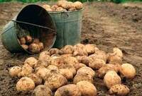 Це точно збільшить урожай: 4 поради, як правильно саджати картоплю