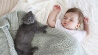 Вчені назвали породи кішок, створені для сімей з дітьми (ФОТО/ВІДЕО)