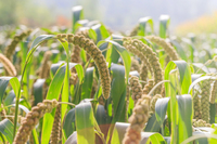 Золото на тарілці: дешева крупа, яка легко замінить кіноа й гречку