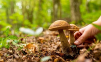 Чому не можна збирати гриби у високосний рік: народні прикмети