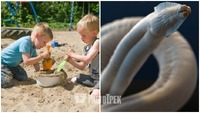 У Рівному на дитячих майданчиках у піску знайшли паразитів: як вберегти дитя