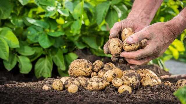 Картопля під загрозою: аграрії б’ють на сполох через нового шкідника