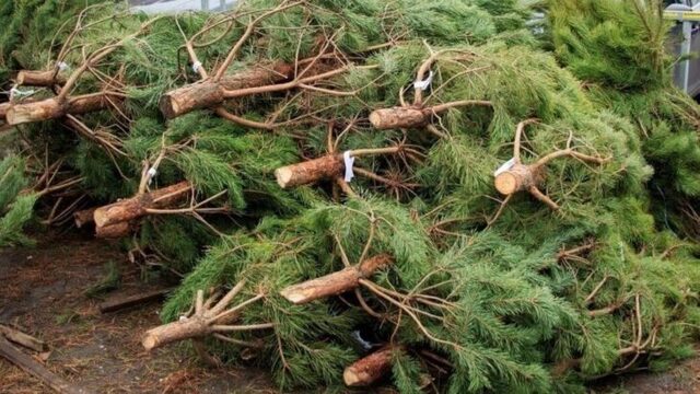 Ялинка з лісу чи з базару: Різниця може бути в кілька років тюрми