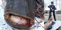 «Поліська акула». На Рівненщині увіковічать голову сома-гіганта (ФОТО)