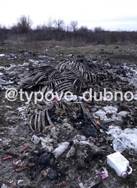 На Рівненщині знайшли скелети десятків тварин. Серед сміття (ФОТО)