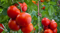 Сусіди-вбивці: що категорично НЕ можна садити поруч із помідорами