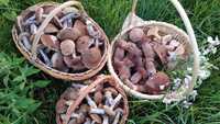Розсекретили врожайну місцину з грибами неподалік Рівного (ФОТО/ВІДЕО)