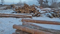 На Рівненщині вилучили незаконну деревину та «чорну бухгалтерію»