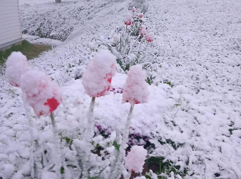 Фото з мережі