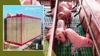 Тисячі свиней у 26-поверховому хмарочосі. Ноу-хау в Китаї (ФОТО/ВІДЕО)
